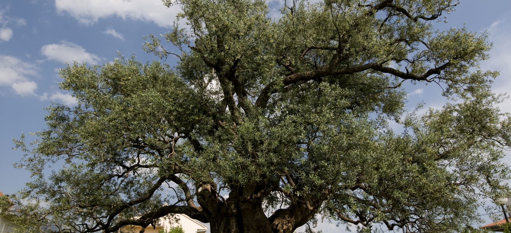 1,500 year old olive tree in Katel tafili - The official site of the  Tourist Board Split-Dalmatia County